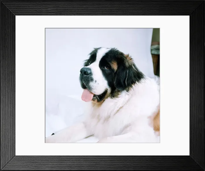 Framed Print : St Bernard Dog - September 1976