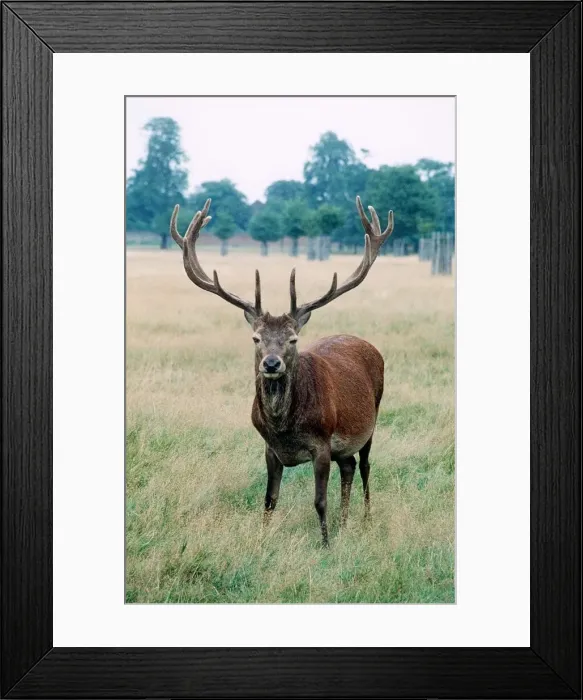 Framed Print : Red Deer - January 1980 Framed Print : Red Deer - January 1980