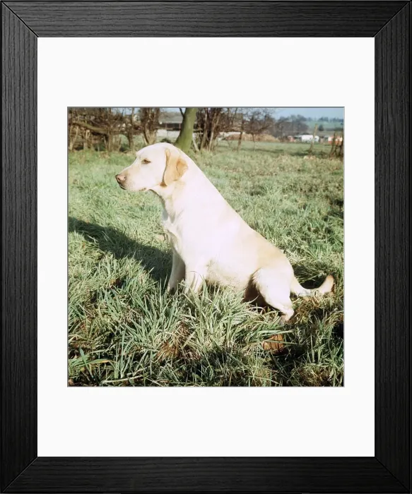 Framed Print : Golden Labrador - January 1967 Framed Print : Golden Labrador - January 1967