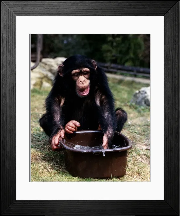 Framed Print : Joma three year old Chimp with bowl of water at London Zoo A©Mirrorpix Framed Print : Joma three year old Chimp with bowl of water at London Zoo A©Mirrorpix