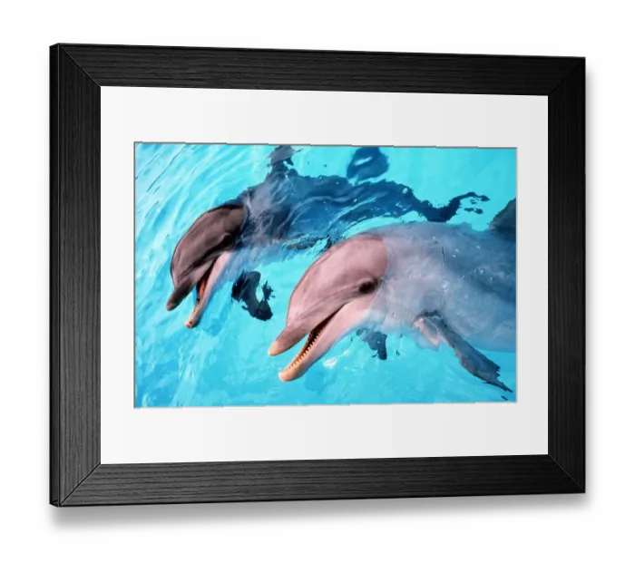 Framed Print : Samson the Bottlenose Dolphin meets his new mate aLadye at Whipsnade Zoo Animals Framed Print : Samson the Bottlenose Dolphin meets his new mate aLadye at Whipsnade Zoo Animals