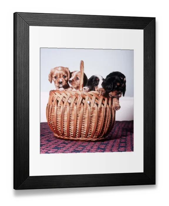 Framed Print : King Charles Spaniel pups in Basket - November 1972 Framed Print : King Charles Spaniel pups in Basket - November 1972
