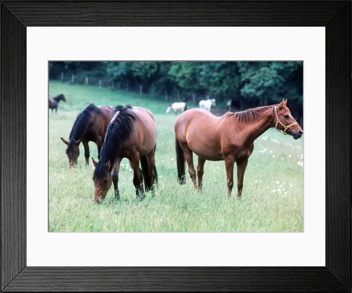 Framed Print : Horses and Ponies in Kent - June 1977 Framed Print : Horses and Ponies in Kent - June 1977