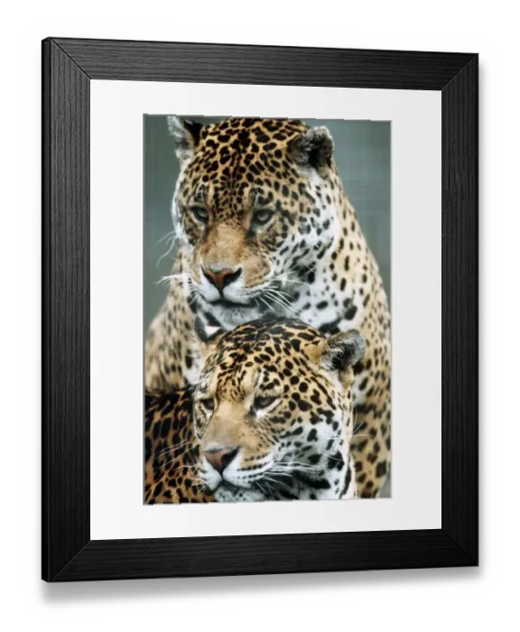 Framed Print : Leopards at London Zoo - March 1984 Framed Print : Leopards at London Zoo - March 1984