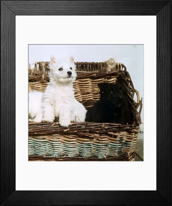 Framed Print : West Highland White and Scottish Terrier pups - February 1967 Framed Print : West Highland White and Scottish Terrier pups - February 1967