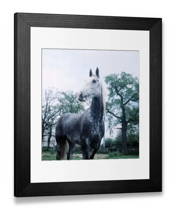 Framed Print : Whitbred Horse on holiday at Beltring, Kent - May 1966