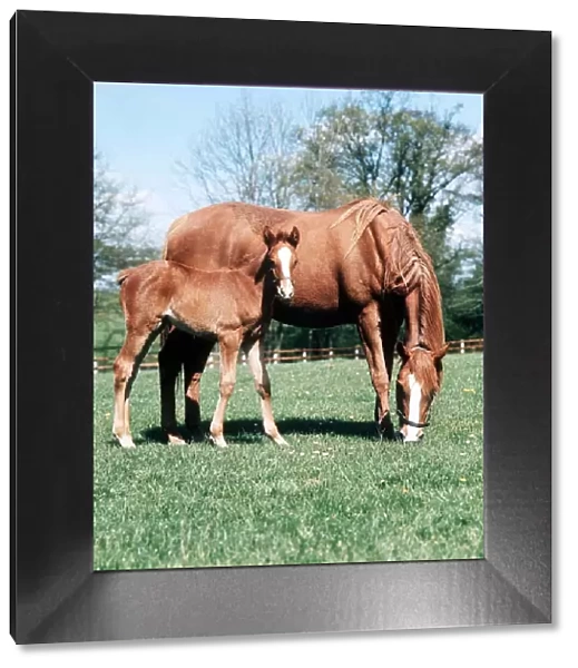 Animals - Horses - Mares and Foals Mare and Foal