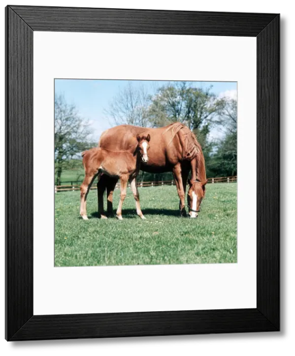 Framed Print : Animals - Horses - Mares and Foals Mare and Foal Framed Print : Animals - Horses - Mares and Foals Mare and Foal