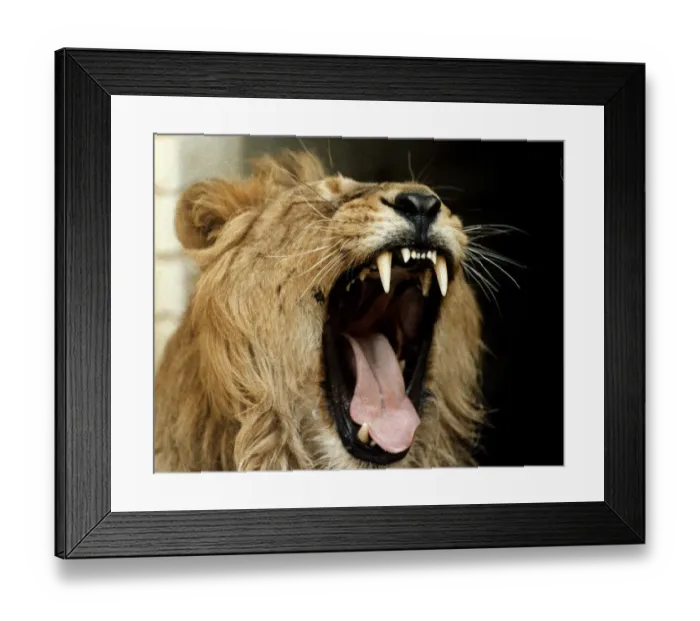 Framed Print : Jake the Lion who was sponsored by the Daily Mirror when London Zoo was under threat of Framed Print : Jake the Lion who was sponsored by the Daily Mirror when London Zoo was under threat of