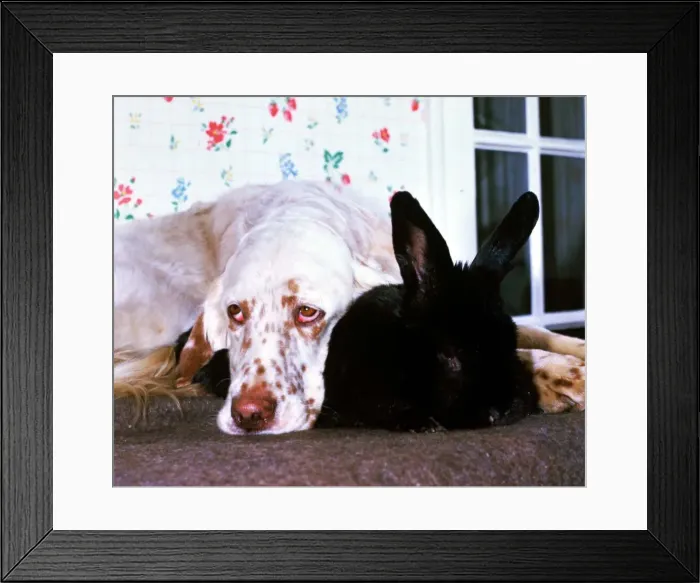 Framed Print : Crufts supreme champion starlite express valsett, an English setter Framed Print : Crufts supreme champion starlite express valsett, an English setter