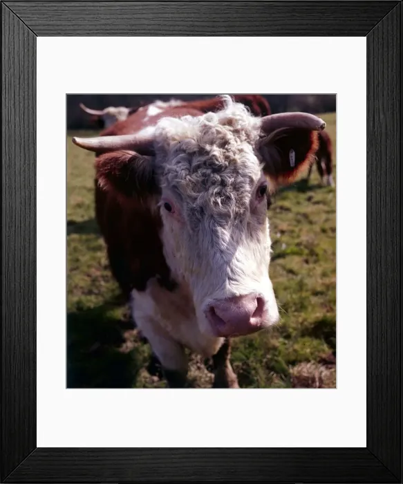 Framed Print : Animals - Cows Hereford Cattle - April 1967 Framed Print : Animals - Cows Hereford Cattle - April 1967
