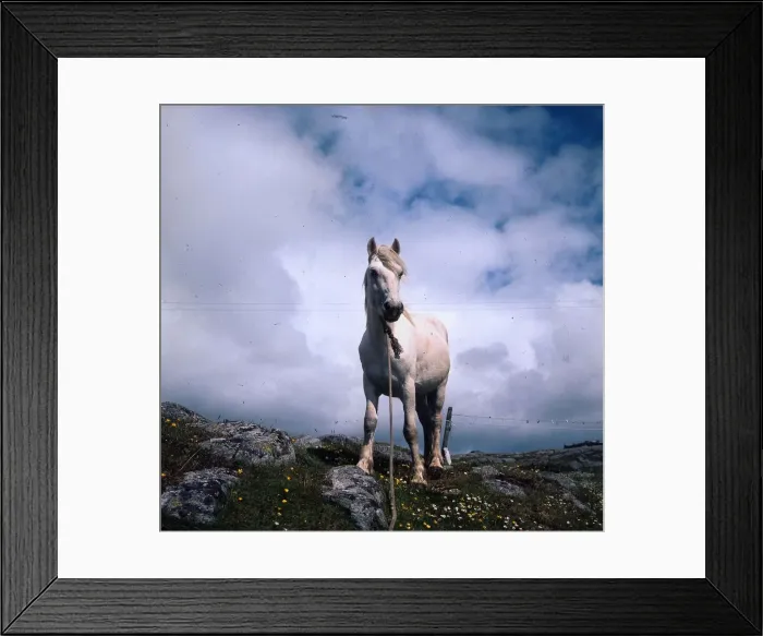 Framed Print : Eriskay pony June 1972 Prince an Eriskay stallion shipped to outer Hebrides to save a Framed Print : Eriskay pony June 1972 Prince an Eriskay stallion shipped to outer Hebrides to save a