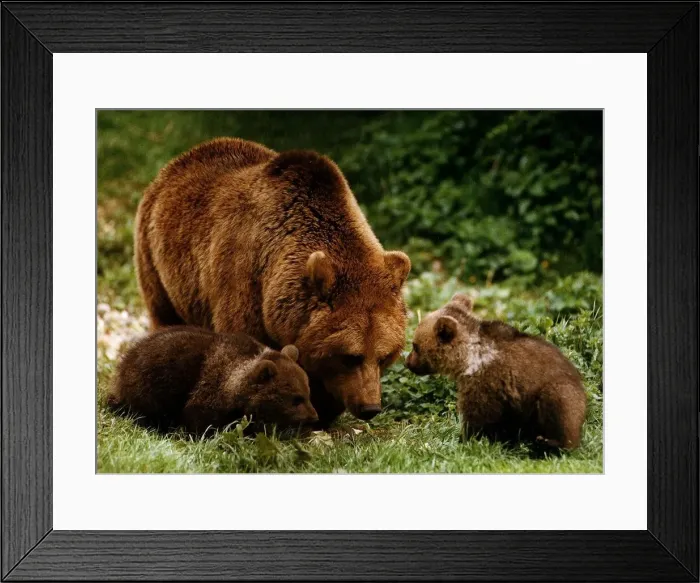 Framed Print : Animals Bears Whipsnade has successfully bred two brown cubs April 1993 Framed Print : Animals Bears Whipsnade has successfully bred two brown cubs April 1993