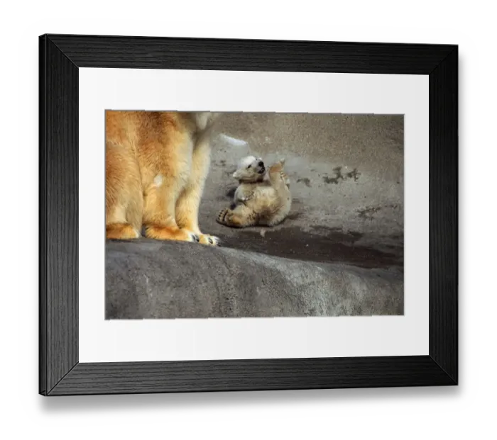 Framed Print : Polar Bear and cub at London Zoo - March 1973 Framed Print : Polar Bear and cub at London Zoo - March 1973
