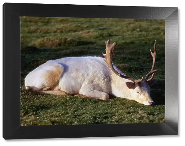 Deer July 1979 fallow deer lying on grass