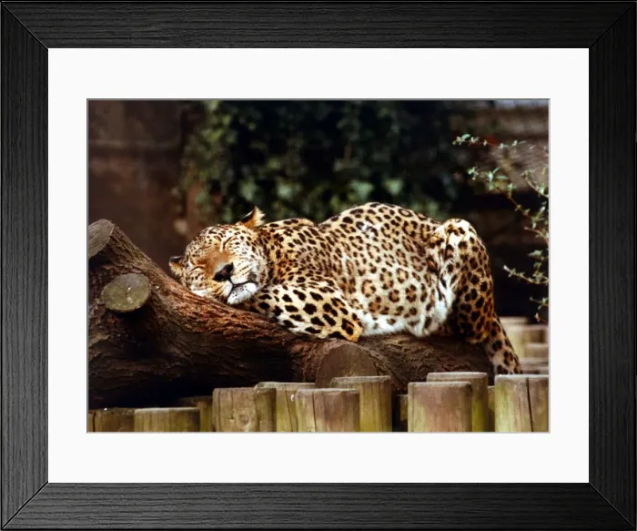 Framed Print : Animals - Leopard Leopard asleep at London Zoo March 1989 Framed Print : Animals - Leopard Leopard asleep at London Zoo March 1989