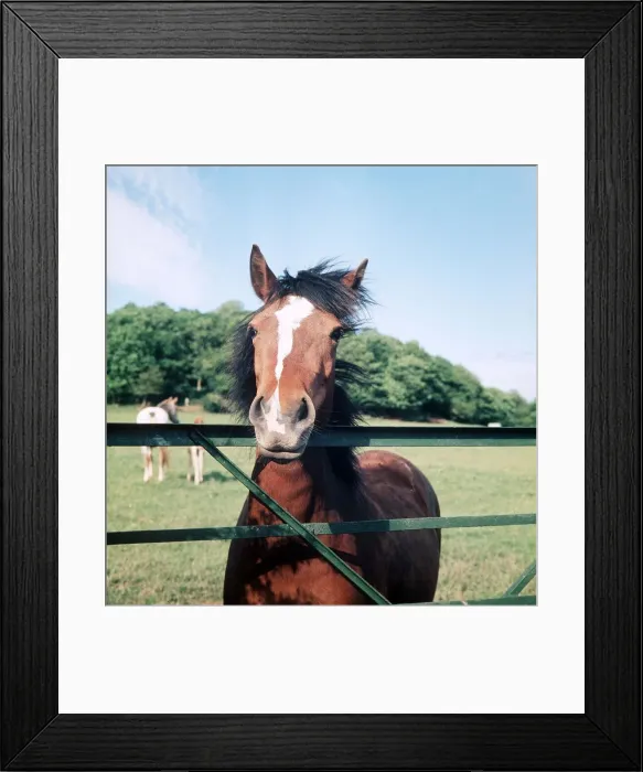 Framed Print : Animals - Horses - Mares and Foals Foals and Ponies in Herefordshire June Framed Print : Animals - Horses - Mares and Foals Foals and Ponies in Herefordshire June
