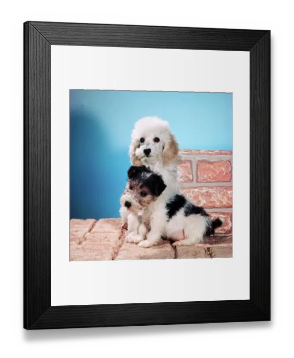 Framed Print : Animals - Dogs - Puppies March 1980 A©Mirrorpix