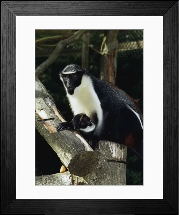 Framed Print : Animals Monkeys West African species Framed Print : Animals Monkeys West African species