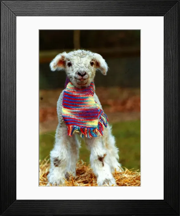 Framed Print : Animals - Lamb wearing scarf December 1988 A©mirrorpix Framed Print : Animals - Lamb wearing scarf December 1988 A©mirrorpix