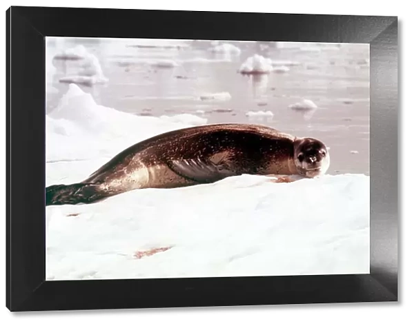 Animals Antartic Argentine IS Leopard Seal March 1975 Hydruga Leptonyx