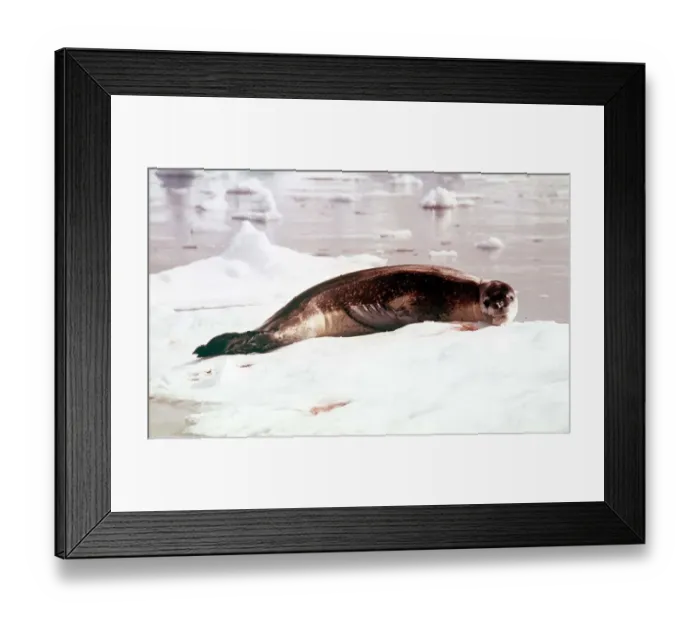 Framed Print : Animals Antartic Argentine IS Leopard Seal March 1975 Hydruga Leptonyx Framed Print : Animals Antartic Argentine IS Leopard Seal March 1975 Hydruga Leptonyx