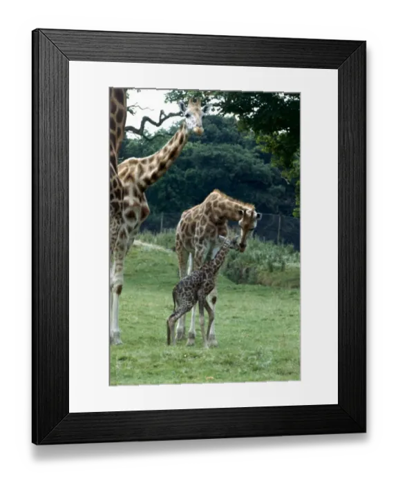 Framed Print : Giraffe at Knowsley Safari Park New born Baby Giraffe August 1979 Framed Print : Giraffe at Knowsley Safari Park New born Baby Giraffe August 1979