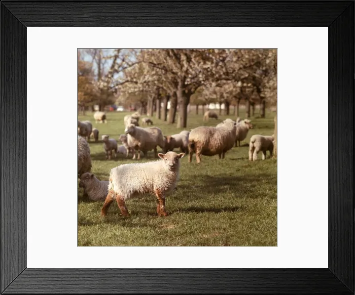 Framed Print : Ewes and Lambs in an orchard near Faversham, Kent. May 1967 A©Mirrorpix Framed Print : Ewes and Lambs in an orchard near Faversham, Kent. May 1967 A©Mirrorpix
