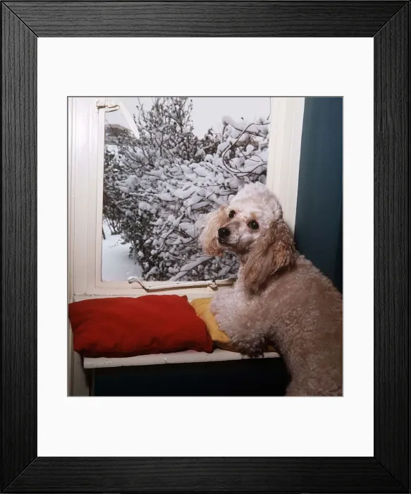 Framed Print : Bon Bon the Poodle - April 1965 owned by A Sidey mirror photographer