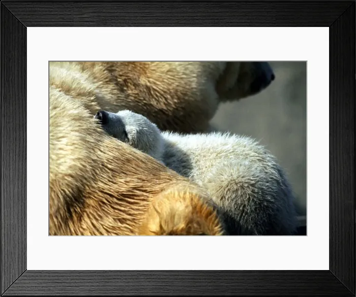 Framed Print : Polar Bear and cub at London Zoo - March 1973 Framed Print : Polar Bear and cub at London Zoo - March 1973