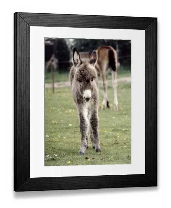 Framed Print : Surprise'the donkey foal which was born at Southam Zoo in Warwickshire Framed Print : Surprise'the donkey foal which was born at Southam Zoo in Warwickshire