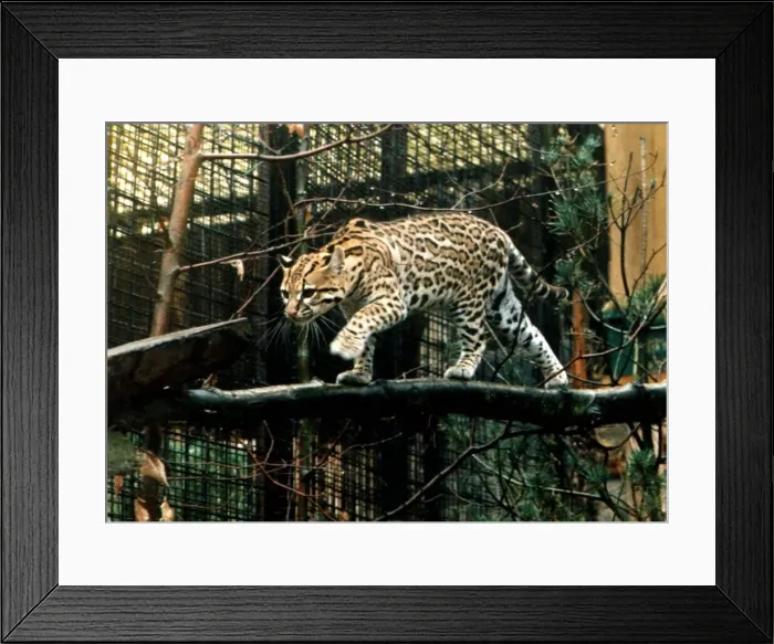 Framed Print : Ocelot at Glasgow zoo endangered species wild cat circa 1994 Framed Print : Ocelot at Glasgow zoo endangered species wild cat circa 1994