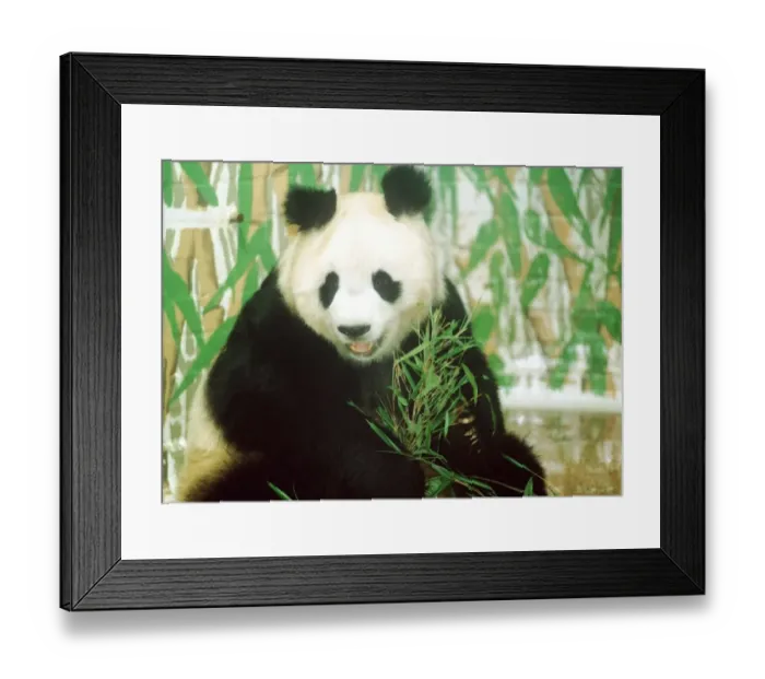 Framed Print : Animals Panda Bear June 1993 sitting Framed Print : Animals Panda Bear June 1993 sitting