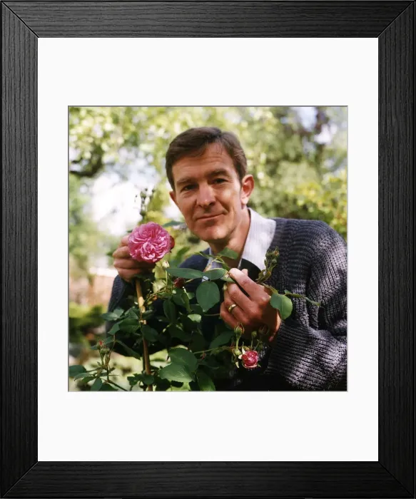 Framed Print : Christopher Ravenscroft Actor holding rose bush flower in garden Framed Print : Christopher Ravenscroft Actor holding rose bush flower in garden