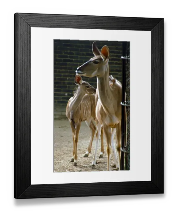 Framed Print : Kudu the stripey baby deer with its mother at London Zoo September 1984 Framed Print : Kudu the stripey baby deer with its mother at London Zoo September 1984
