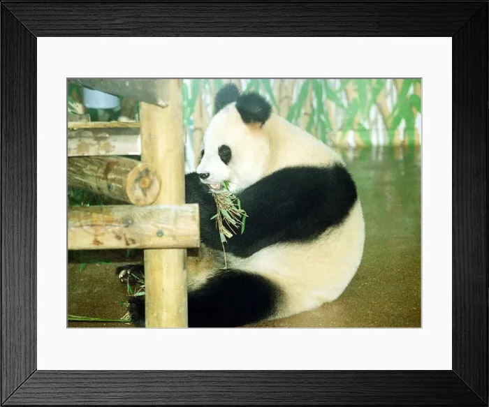 Framed Print : Animals Panda Bear October 1991 Ming Ming the panda arrives at her new home in London Zoo
