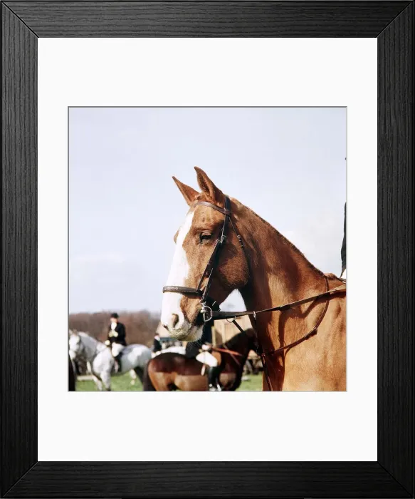Framed Print : Horse on the Hunting Field - October 1973 Framed Print : Horse on the Hunting Field - October 1973