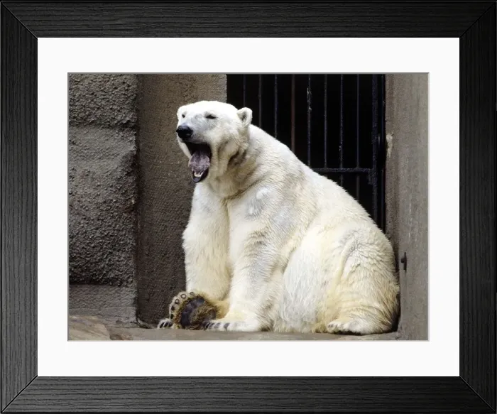 Framed Print : A polar bear at London Zoo March 1984 Framed Print : A polar bear at London Zoo March 1984