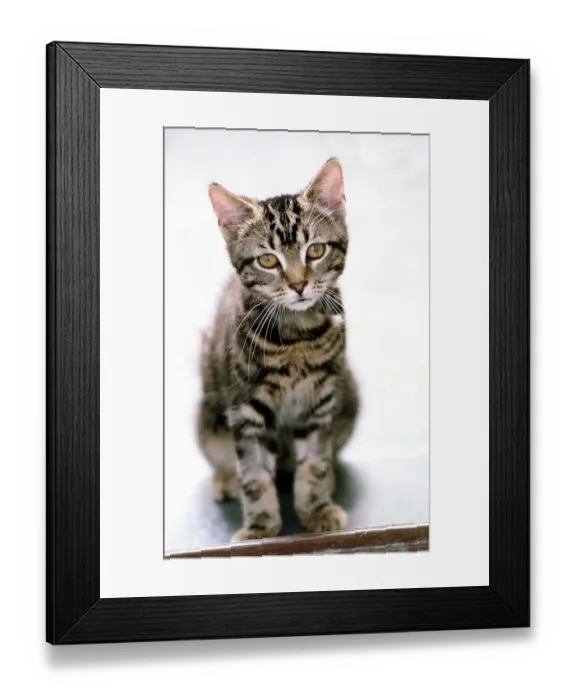 Framed Print : Tommy a Tabby Cat September 1999 A kitten which survived for 40 minutes in a Framed Print : Tommy a Tabby Cat September 1999 A kitten which survived for 40 minutes in a