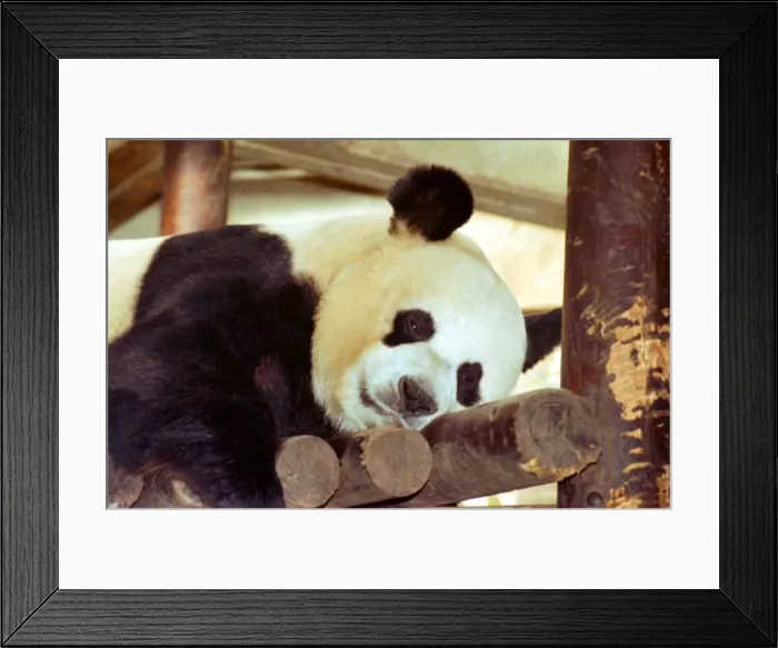 Framed Print : Panda bear Bao Bao is set to become a father, thanks to artificial insemination Framed Print : Panda bear Bao Bao is set to become a father, thanks to artificial insemination