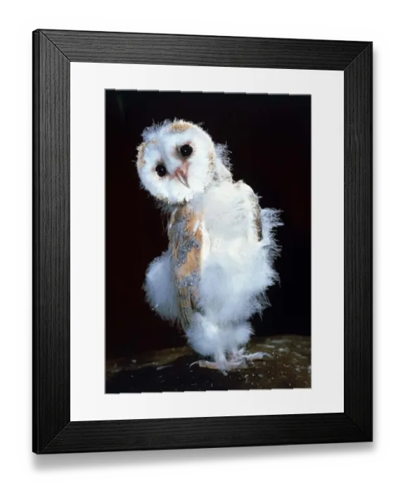 Framed Print : Baby Barn owl at Heritage Wildlife Centre in west Sussex Middleton on sea