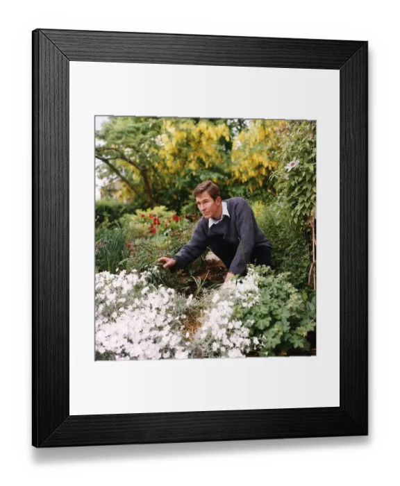 Framed Print : Christopher Ravenscroft Actor crouching down in his garden looking at a rose bush Framed Print : Christopher Ravenscroft Actor crouching down in his garden looking at a rose bush