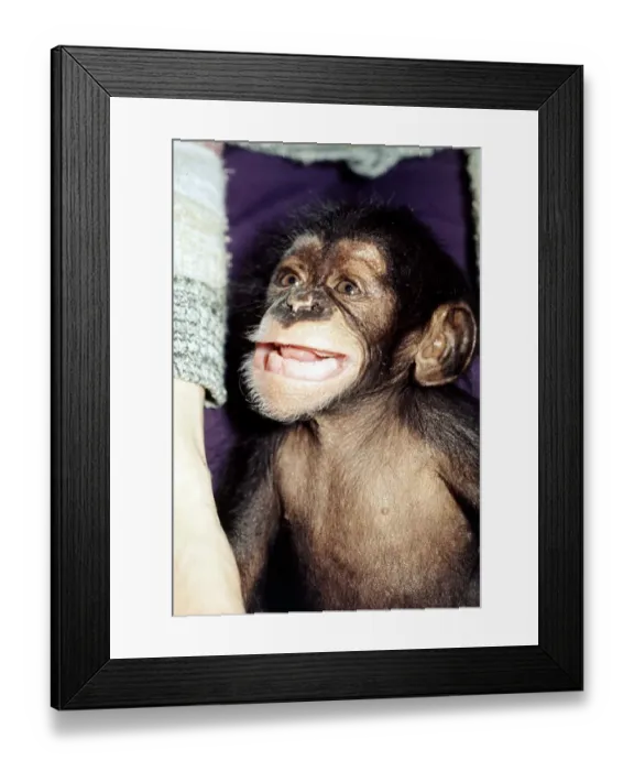 Framed Print : 5 weeks old baby chimpanzee Mandy at Chester Zoo cute November 1977