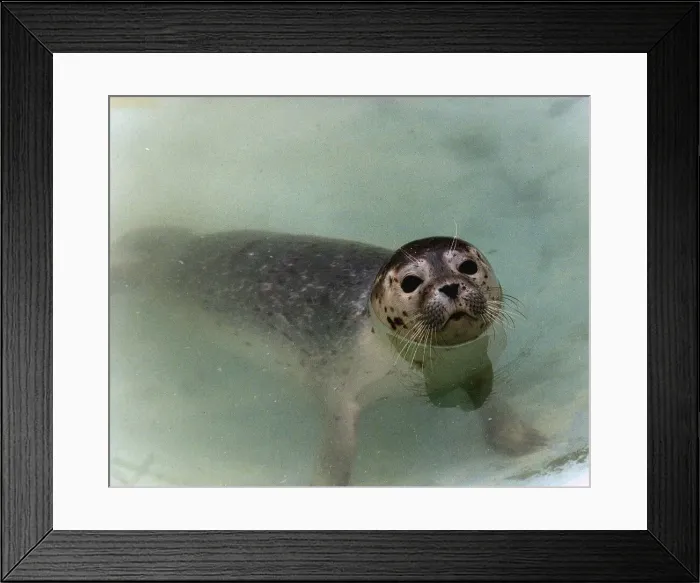 Framed Print : Animals Seals Dbase A©Mirrorpix