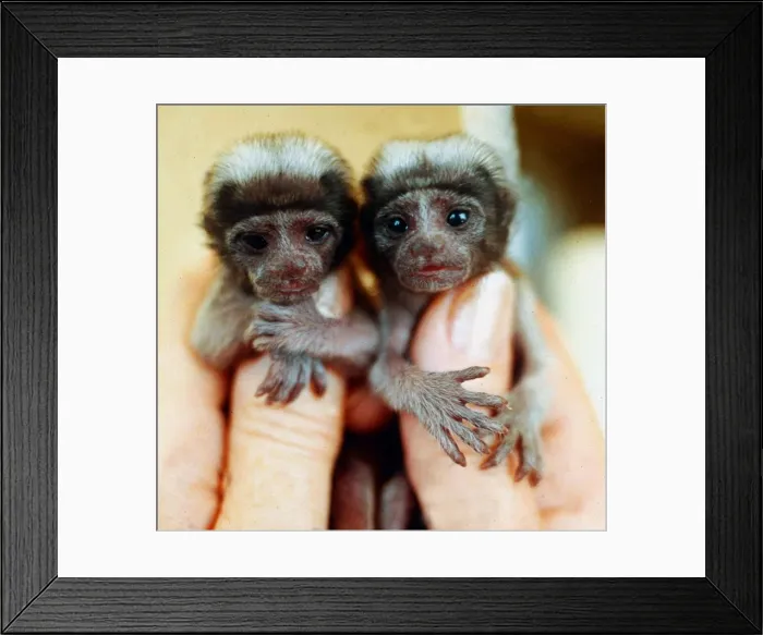 Framed Print : Little twin cotton topped Tamarian monkeys who were born at Kilverstone Park
