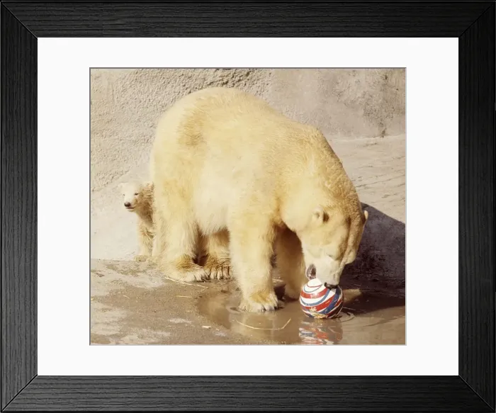 Framed Print : Sally the polar bear with her three months old cub Pipaluk on his first public appearance Framed Print : Sally the polar bear with her three months old cub Pipaluk on his first public appearance
