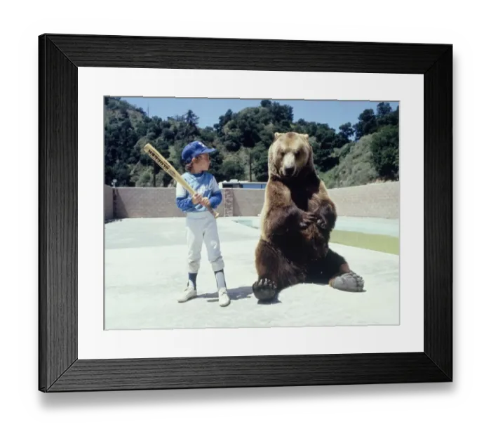 Framed Print : Hercules the bear is learning about baseball from a young boy in Hollywood May 1983