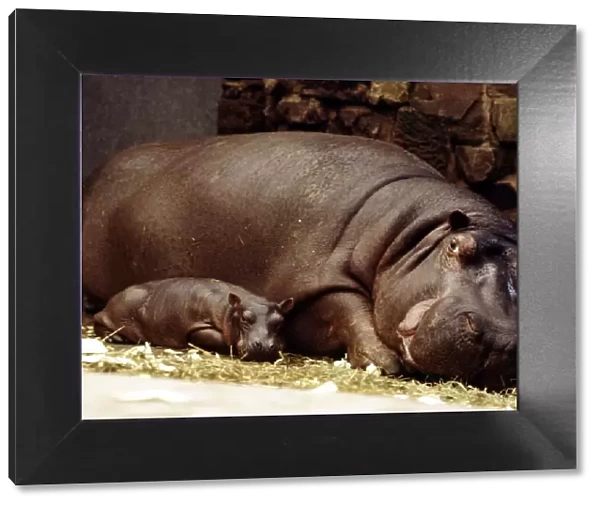 Baby hippopotamus Samantha with her mother Myra at Chester Zoo March 1978 A©