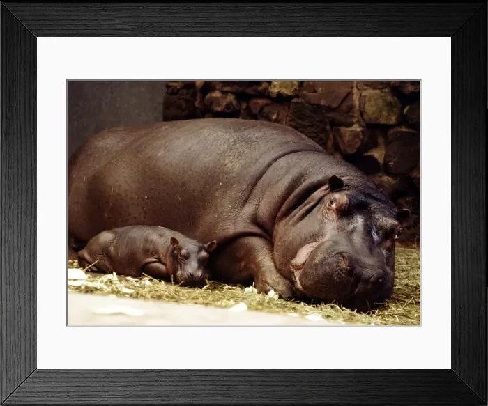 Framed Print : Baby hippopotamus Samantha with her mother Myra at Chester Zoo March 1978 A&copy