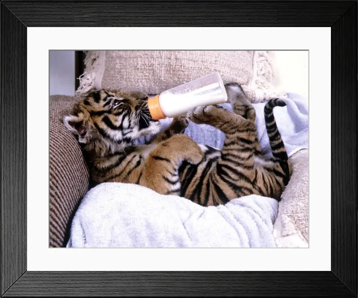Framed Print : Kalash, the only surviving Indian tiger cub from a litter which the mother had neglected Framed Print : Kalash, the only surviving Indian tiger cub from a litter which the mother had neglected